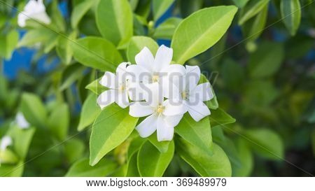 Prettyl White Fresh Pitals Of Orange Jessamine, Tropical Plant In Other Name Are Andaman Satinwood, 