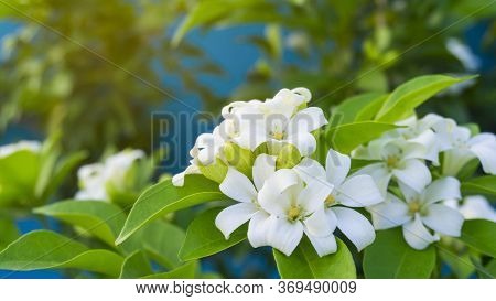 Prettyl White Pitals Of Orange Jessamine Blossom On Green Leaf Background Under Sunlight, Tropical P