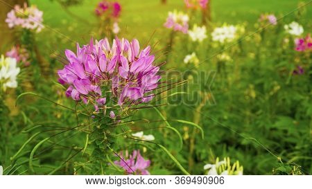 Beautiful Cleome Plant In The Garden, Called In Anather Name Is Spider Flower, Purple, Pink And Whit