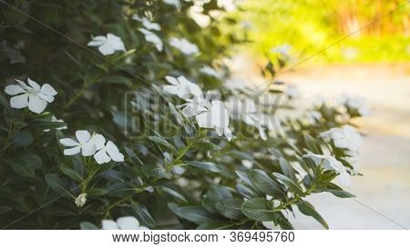Beautiful Pure White Rose Perwinkle Petals With Dark Green Glossy And Oval Leafs, Known As Other Nam