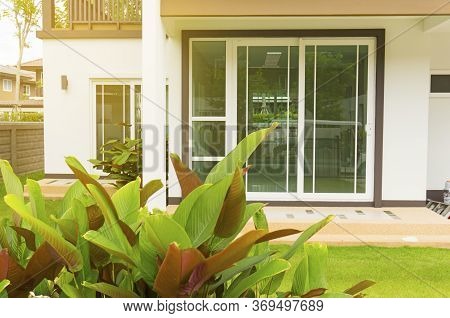 Green And Red Leafs Of Cuban Cigar On Green Grass Lawn In A Garden In Front Of The House