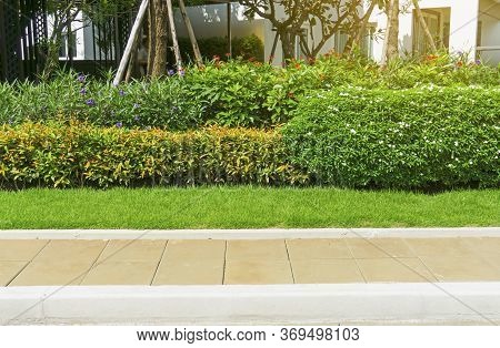 Brown Pavement Walkway With Beautiful Landscape, Pettie White Petals Of Gerdenia Crape Jasmine, Red 
