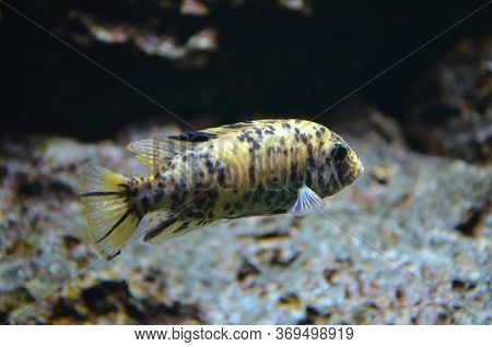 The Tropical Fish In Aquarium, Berlin (germany