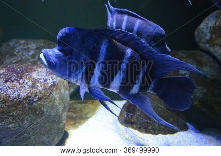 The Tropical Fish In Aquarium, Berlin (germany