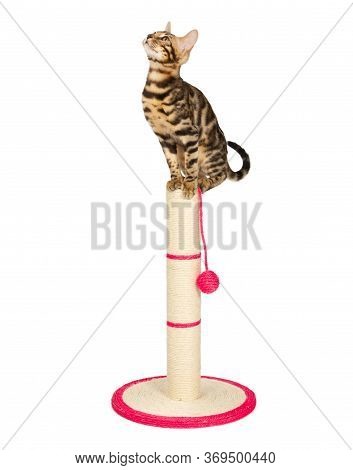 Cute 4 Month Old Bengal Kitten Sits On Top Of A Scratching Post And Looks Up. Black Spotted Tabby Be