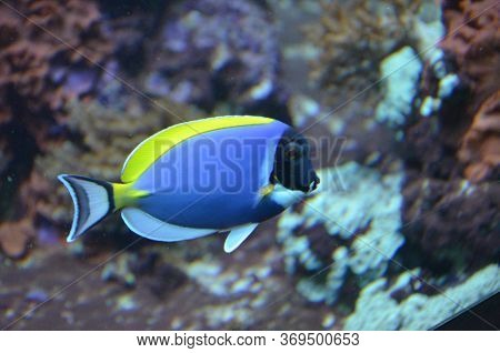The Tropical Fish In Aquarium, Berlin (germany
