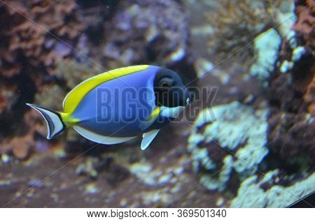 The Tropical Fish In Aquarium, Berlin (germany