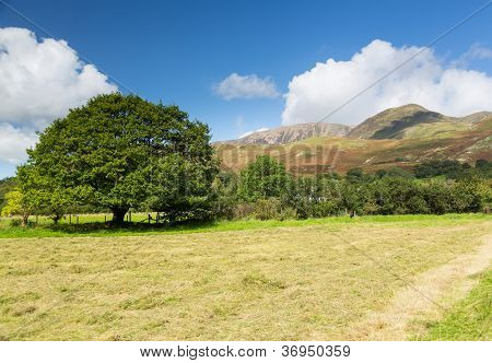 Buttermere 호수 지구에 새로 Mown 건초