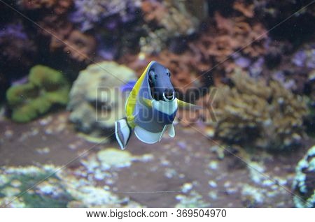 The Tropical Fish In Aquarium, Berlin (germany