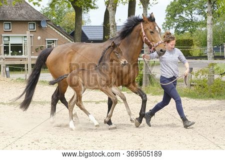 Little Brown Foal, Trosts Next To The Mother, One Week Old, During The Day With A Countryside Landsc