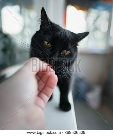 Black Home Cat Tastes Food From Hand. Man Is Feeding Cat From His Hand. Pet Eats Cheese