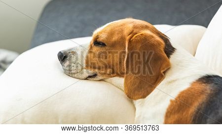 Beagle Dog Tired Sleeps On A Cozy Sofa In Fanny Position. Dog Background Theme