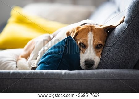Beagle Dog Tired Sleeps On A Cozy Sofa In Fanny Position. Dog Background Theme