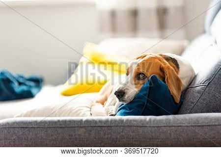 Beagle Dog Tired Sleeps On A Cozy Sofa In Fanny Position. Dog Background Theme