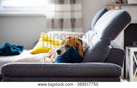 Beagle Dog Tired Sleeps On A Cozy Sofa In Fanny Position. Dog Background Theme