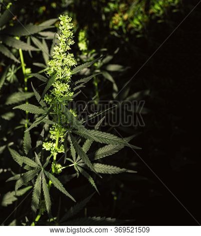 Flowering Plant Of Cannabis On A Natural Dark Background. Selective Focus.