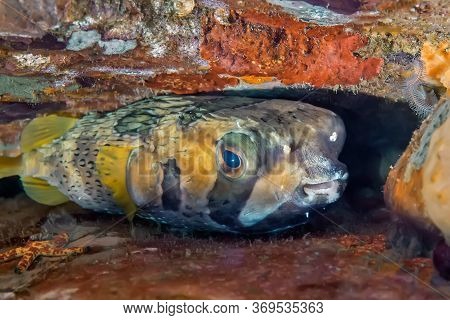 The Hedgehog Fish Hides Under The Corals. For Its Protection, It Can Turn Into A Prickly Ball. Under