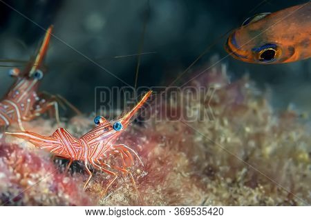Hinge-beak Shrimp (rhynchocinetes Durbanensis) On The Coral Reef. Underwater Photography, Sri Lanka.