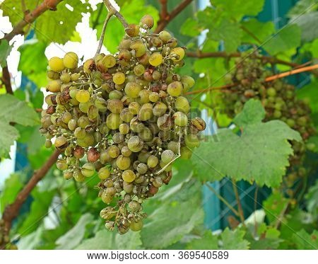 Large Bunches Of White Grapes With Rotten Berries On The Vine Affected By Fungal Disease Powdery Mil