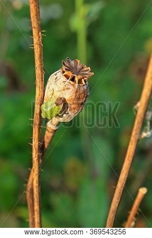 Green Sloe Bug Dolycoris Baccarum On Dry Poppy Head On Green Blurred Natural Background