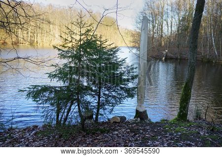 Tree Gnawed By The Beaver, The Beaver Teeth Marks On A Tree Trunk
