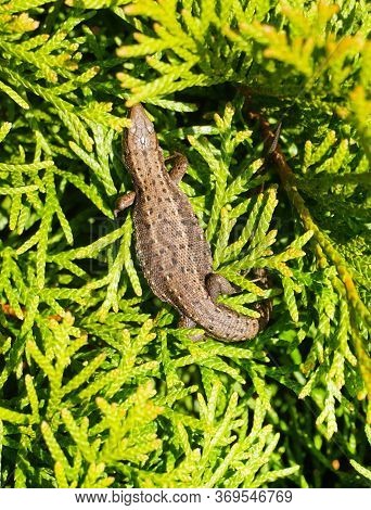 Brown Lizard On Branch, Grey Lizard Sunbathing On Branch, Lizard Climb On Wood, Jubata Lizard