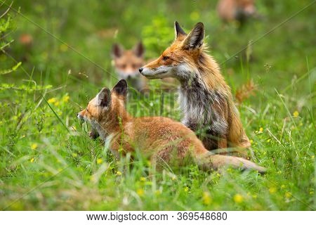 Adult Red Fox On The Clearing With Yawning Cub And Other Cubs In The Background