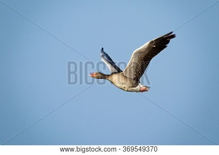 Greylag Goose Flying With Open Wings Against Blue Sky Illuminated By Sun