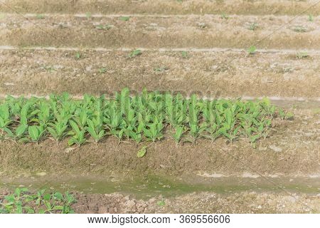 Close-up Nicotiana Rustica Or Makhorka Plant Growing On Hill Row At Organic Farm In North Vietnam