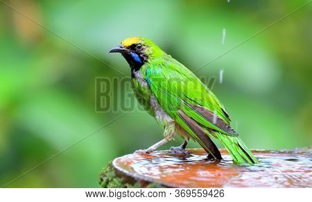 The Golden-fronted Leafbird Is A Species Of Leafbird. It Is Found From The Indian Subcontinent And S