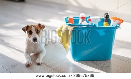 A Smart, Calm Puppy Lies Next To A Blue Bucket Of Cleaning Products In The Kitchen. A Set Of Deterge