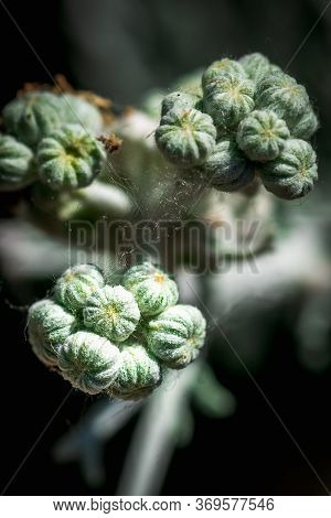 Buds Of Yellow Wild Flower, Jacobea Maritima, In Spring