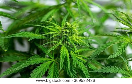 Cannabis Plant In The Garden,cannabis Is A Genus Of Flowering Plants In The Family Cannabaceae.