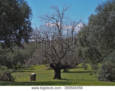 Front View Of Gigantic Oak