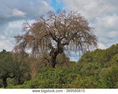 Gigantic Dry Oak By Beetle