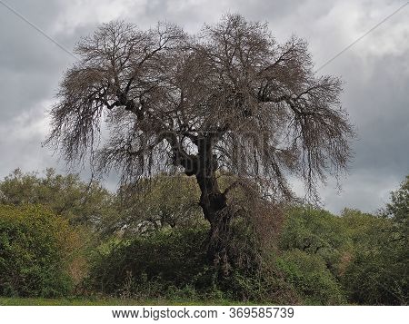 Gigantic Dry Oak By Beetle