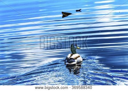 Larsen Lake Reflection Mallard Duck Blueberry Farm Public Park Bellevue Washington. Originally Estab
