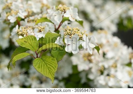 Japanese Snowball (viburnum Plicatum), Close Up Of The Flower Head