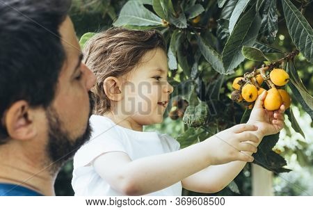 Cheerful Positive Boy Enjoying Spring Family Activity Picking Orange Fruit From The Tree During U-pi