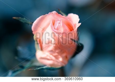 Coral Rose. Soft Coral Rose With Layers Of Delicate Petals Close-up. Flower Coral Color With Gentle 