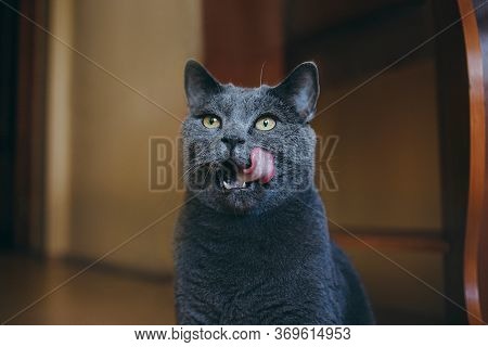 The Gray British Cat Looks Up And Licks. Hes Waiting For A Treat.