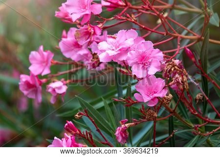 Beautiful Pink Nerium Oleander Flowers Blooming In A Tropical Garden. Nerium Oleander Is A Shrub Or 