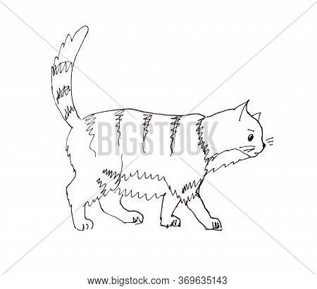 Graphic Black And White Drawing Of A Thick Striped Cat Goes With A Raised Tail