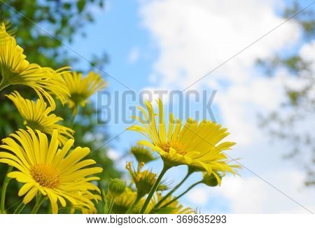 Doronicum Orientale Yellow Flower Close Up On Blue Sky With Clouds Background. Also Known As Leopard