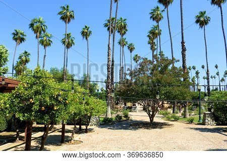 Outdoor Patio Lights Above A Courtyard With Manicured Orange And Lemon Trees Talen At The Backyard O