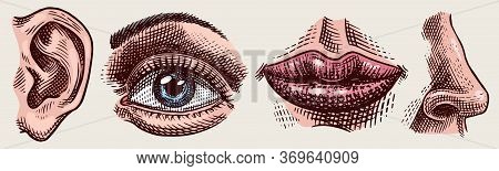 Organs Anatomy Illustration. Face Detailed Kiss Or Lips And Ear, Eye Or View, Look With Nose. Human 