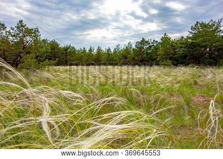 Glade Overgrown With Feather Grass In A Coniferous Forest Against A Dramatic Sky. Summer Landscape I