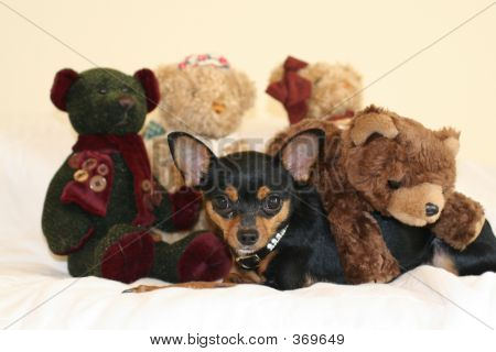 Chihuahua 1