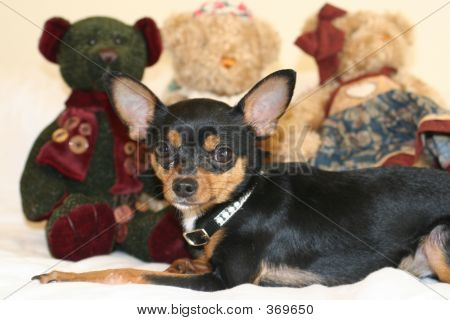Chihuahua Verlegung