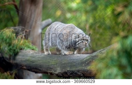 Pallas's Cat (otocolobus Manul). Manul Is Living In The Grasslands And Montane Steppes Of Central As